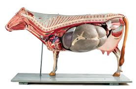 Medicina Veterinaria UNEFM: Anatomía ...